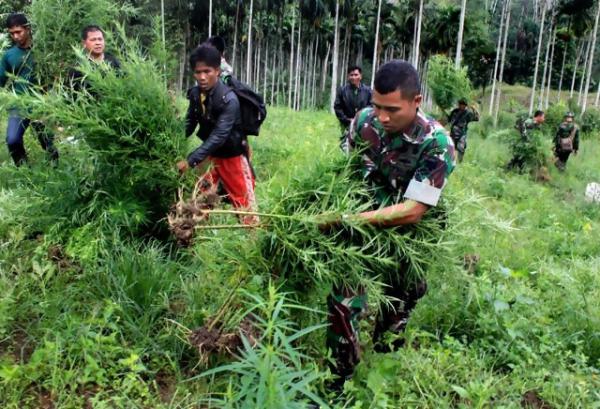 Aparat TNI dan Polri Bakar Ribuan Batang Ganja di Aceh