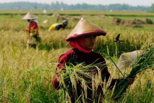 Wujudkan Percepatan Swasembada Pangan, Distan Pelalawan bersama TNI Lakukan Rapat Persiapan